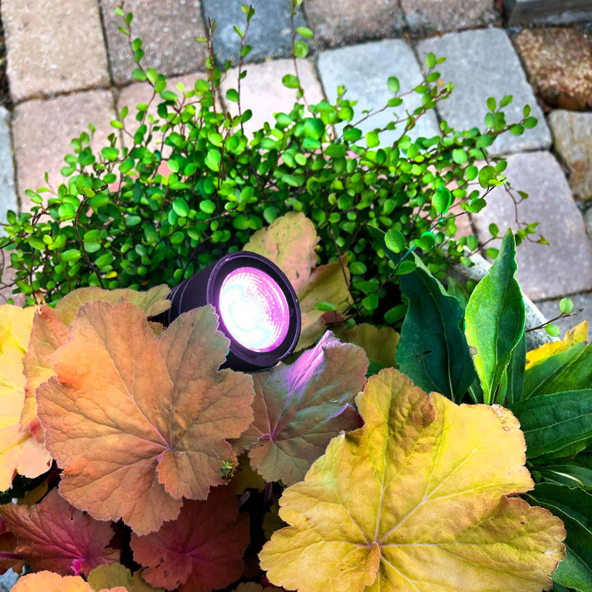 LightsOn Arcus Trädgårdsspot RGB Svart