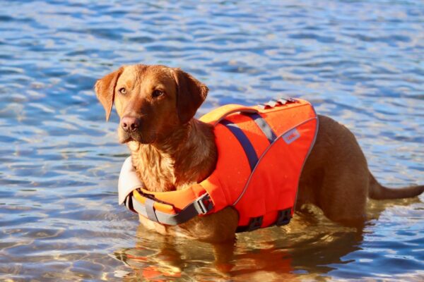 Active Canis Flytväst för Hund XS – Hund Flytväst