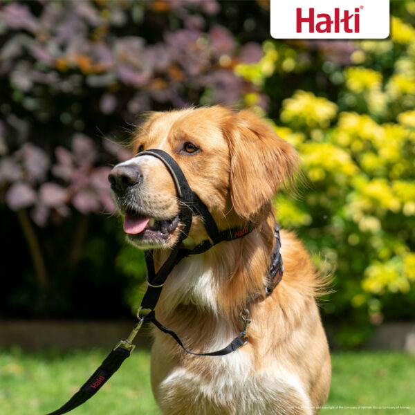 Halti Träningssele med Nosgrimma för Hund – Storlek 0, Svart