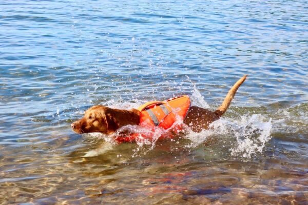 Active Canis Flytväst för Hund – M Röd