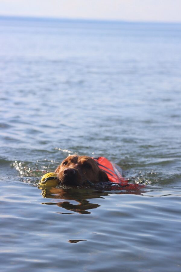 Active Canis Life Jacket S