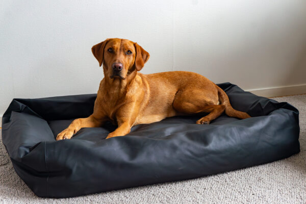 Active Canis Lounge Bed Strl.3 80X100 Svart